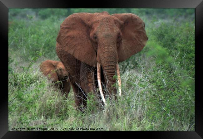 Elephant with young Framed Print by Jim Tampin