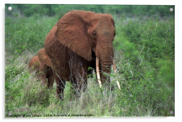 African Elephant with young. Acrylic by Jim Tampin