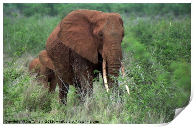 African Elephant with young. Print by Jim Tampin