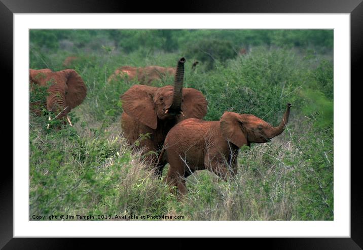 Elephants Framed Mounted Print by Jim Tampin