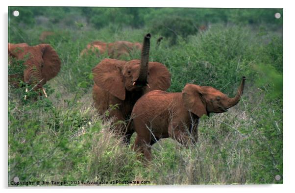 Elephants Acrylic by Jim Tampin