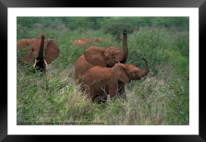 Elephants sense danger Framed Mounted Print by Jim Tampin