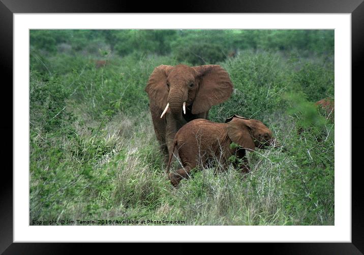 Elephants Framed Mounted Print by Jim Tampin