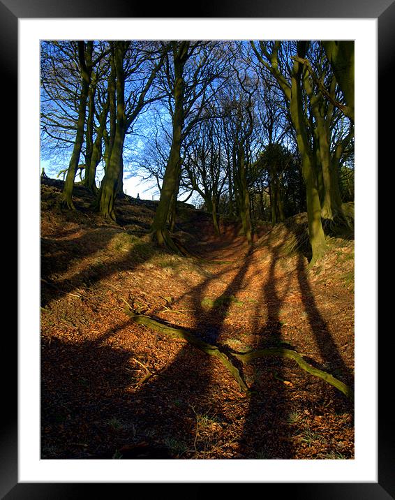 The shadows of trees Framed Mounted Print by Craig Coleran