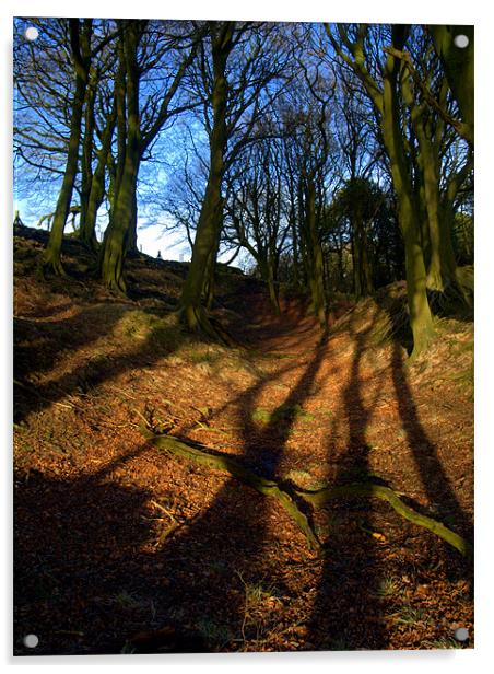 The shadows of trees Acrylic by Craig Coleran