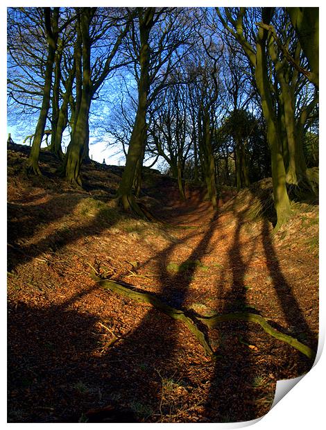 The shadows of trees Print by Craig Coleran