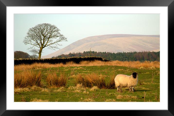 Are EWE lonesome Framed Mounted Print by Craig Coleran
