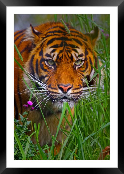 Siberian Tiger Framed Mounted Print by David Borrill