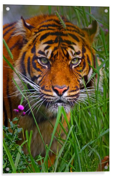 Siberian Tiger Acrylic by David Borrill