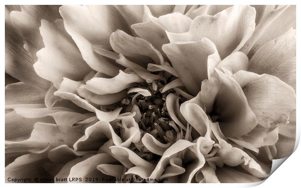 Coreopsis Flower head in sepia close up Print by Simon Bratt LRPS