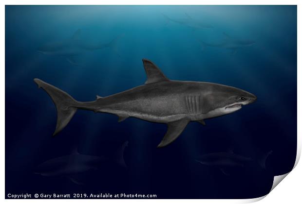 Great White Shark Cruising Print by Gary Barratt