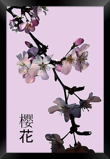 Cherry blosson Framed Print by Doug McRae