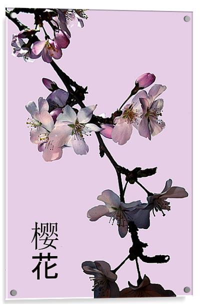 Cherry blosson Acrylic by Doug McRae