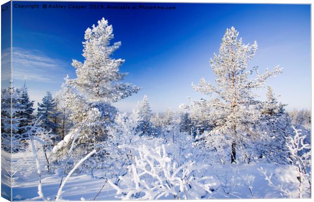 Finland forest. Canvas Print by Ashley Cooper