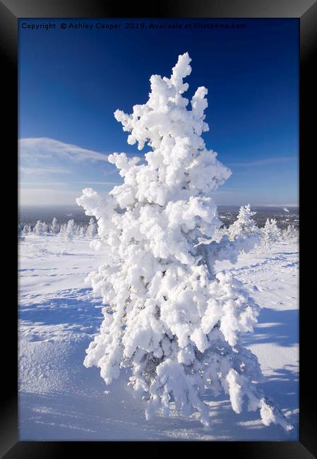 Tundra tree Framed Print by Ashley Cooper