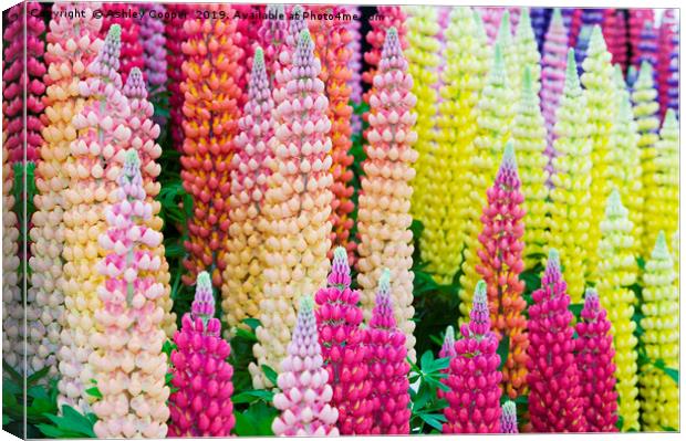 Lupin flowers Canvas Print by Ashley Cooper