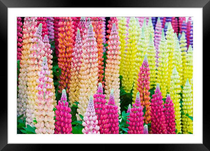 Lupin flowers Framed Mounted Print by Ashley Cooper