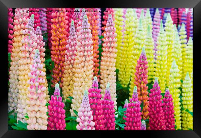 Lupin flowers Framed Print by Ashley Cooper