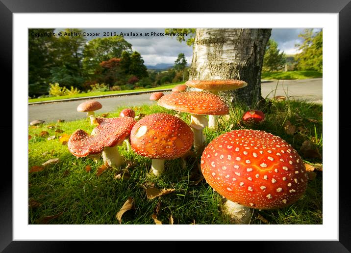 Fly Agaric  Framed Mounted Print by Ashley Cooper