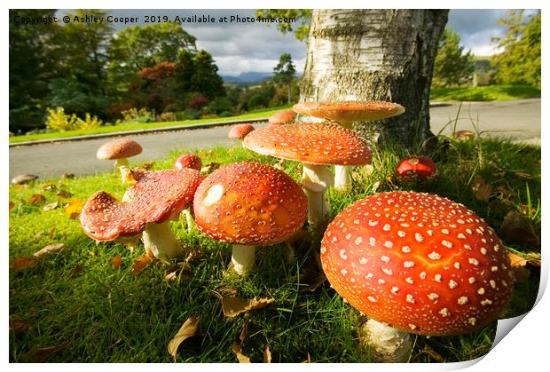 Fly Agaric  Print by Ashley Cooper
