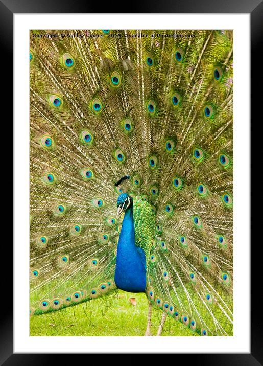 Peacock display Framed Mounted Print by Ashley Cooper