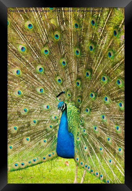Peacock display Framed Print by Ashley Cooper