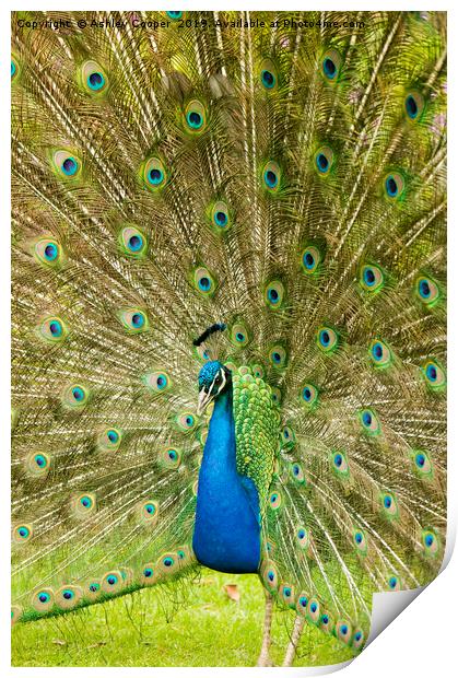 Peacock display Print by Ashley Cooper