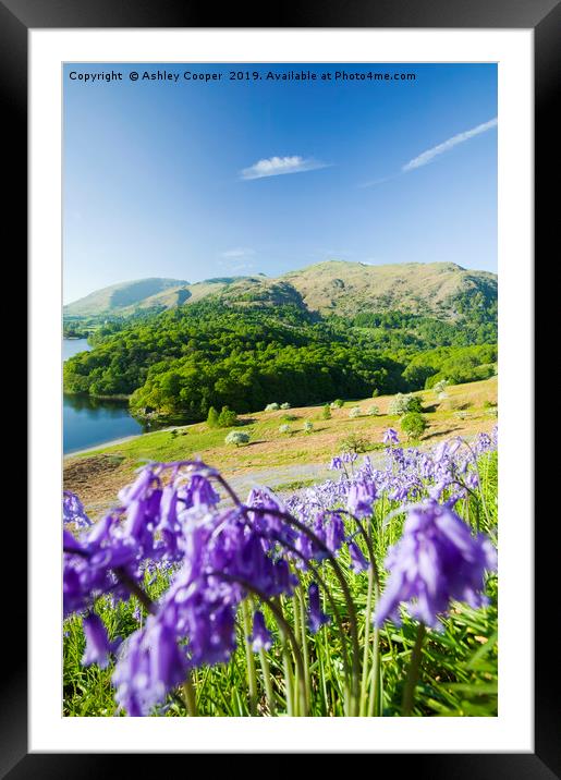 Bluebell spring. Framed Mounted Print by Ashley Cooper