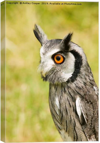 White Faced Owl  Canvas Print by Ashley Cooper