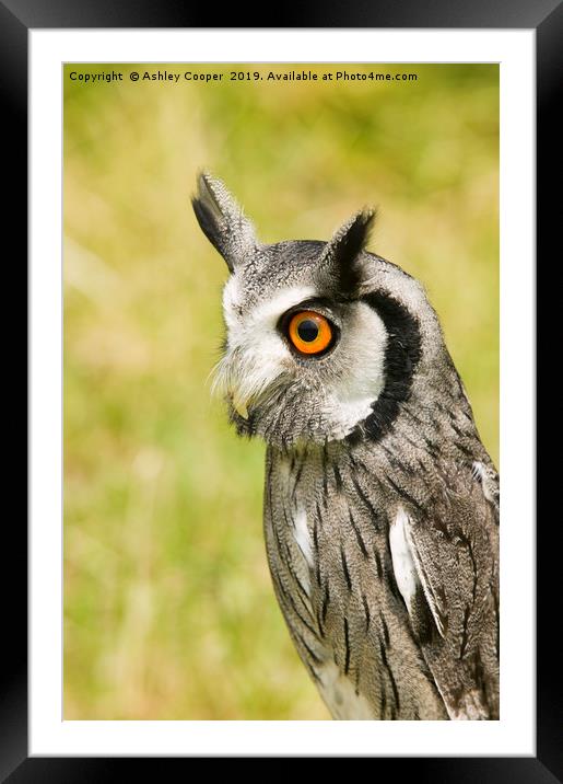 White Faced Owl  Framed Mounted Print by Ashley Cooper