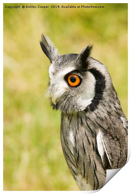 White Faced Owl  Print by Ashley Cooper