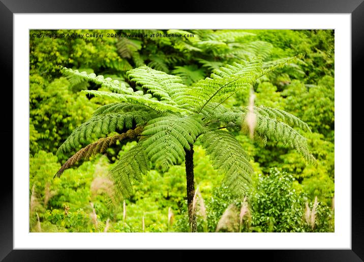 Tree fern Framed Mounted Print by Ashley Cooper