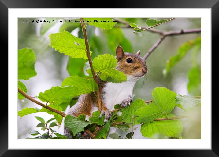 Grey Squirrel Framed Mounted Print by Ashley Cooper