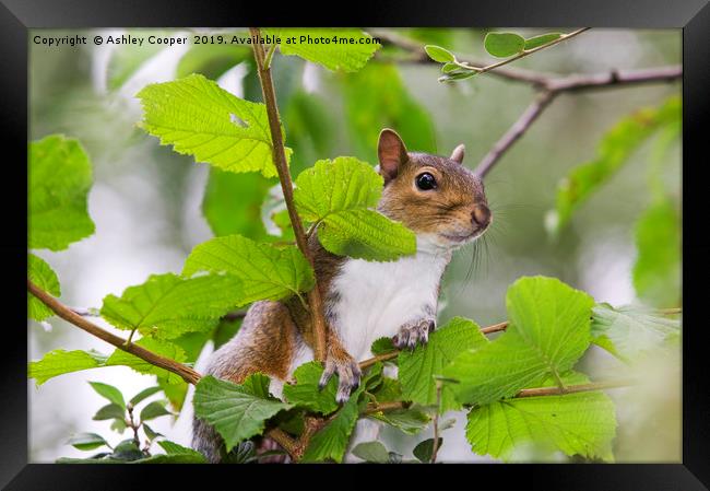 Grey Squirrel Framed Print by Ashley Cooper