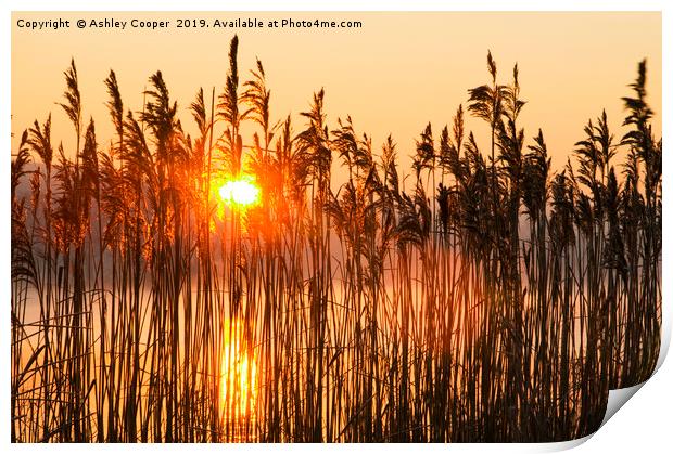 Phragmites dawn. Print by Ashley Cooper