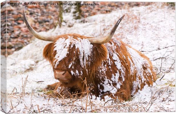 Highland cow Canvas Print by Ashley Cooper