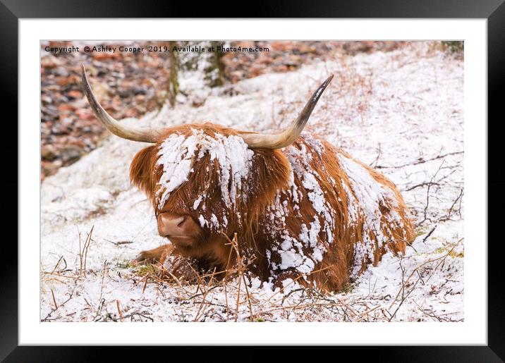 Highland cow Framed Mounted Print by Ashley Cooper