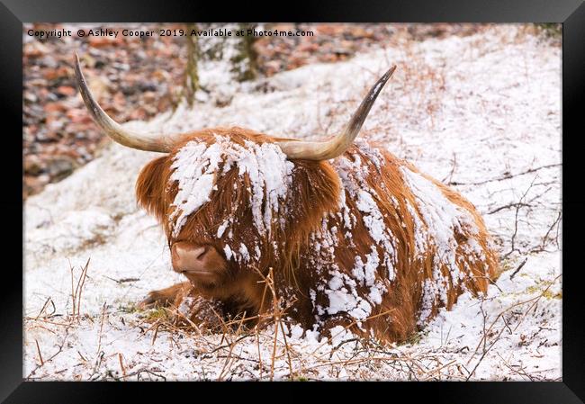Highland cow Framed Print by Ashley Cooper
