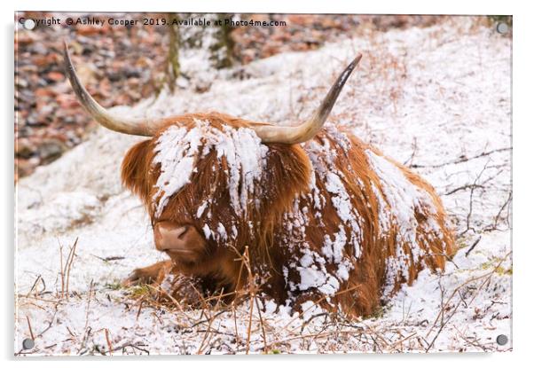Highland cow Acrylic by Ashley Cooper