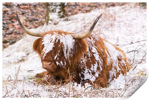 Highland cow Print by Ashley Cooper