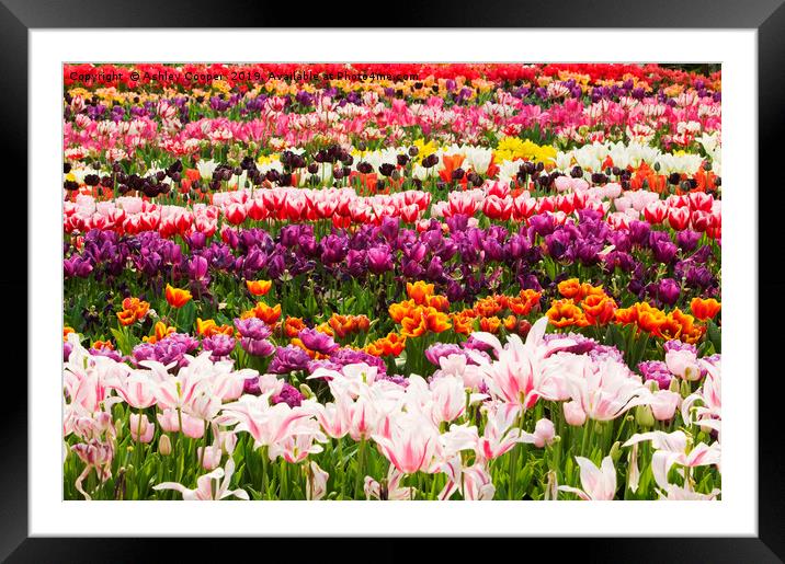 Eden tulips. Framed Mounted Print by Ashley Cooper
