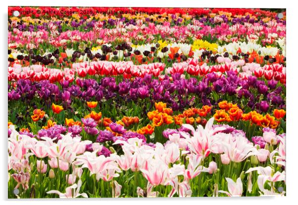 Eden tulips. Acrylic by Ashley Cooper