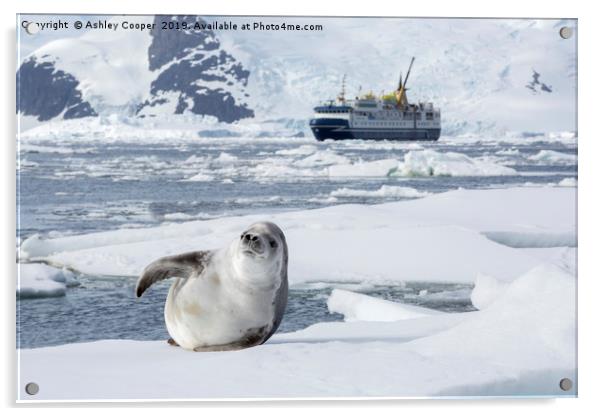 Seal berg. Acrylic by Ashley Cooper