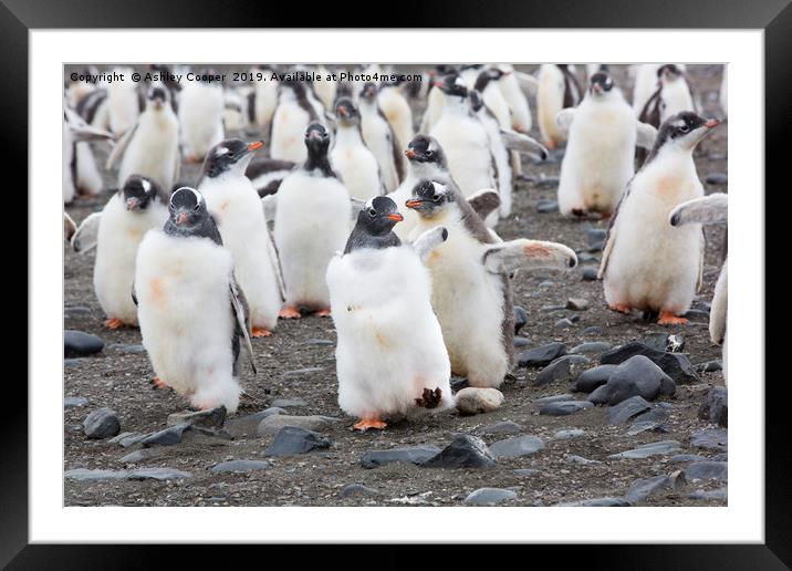 March of the penguins. Framed Mounted Print by Ashley Cooper