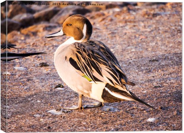 Pintail. Canvas Print by Ashley Cooper