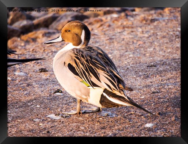 Pintail. Framed Print by Ashley Cooper
