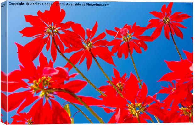 Poinsettia Canvas Print by Ashley Cooper