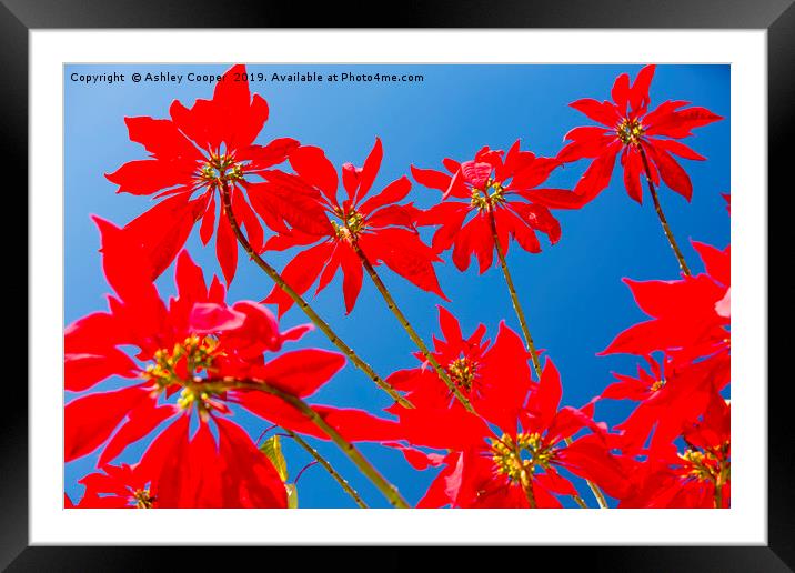 Poinsettia Framed Mounted Print by Ashley Cooper