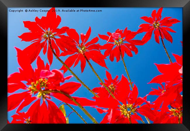 Poinsettia Framed Print by Ashley Cooper