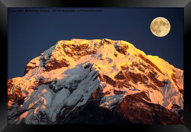 Annapurna moon. Framed Print by Ashley Cooper